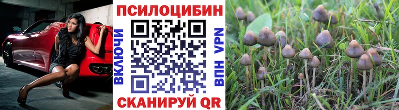 Купить закладки  Ишимбай  Псилоцибиновые грибы Psilocybe 